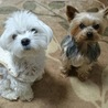 マルチーズ&ヨークシャテリア 男の子同時里親募集 サムネイル2