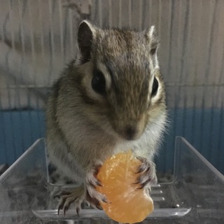 シマリスの女の子【素敵な里親様が見つかりました】