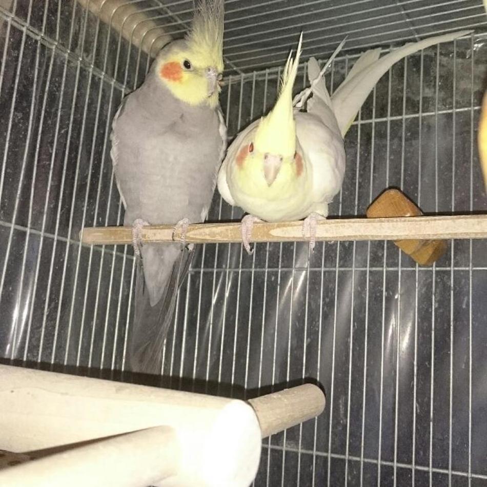 テンテン、テンのカバー写真