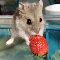 るぶ
