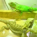 グリーンイグアナ