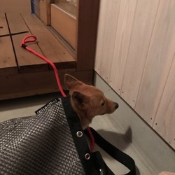 「初めての散歩？」サムネイル2