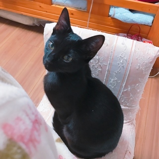 黒猫のオスです