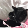 黒猫のオスです サムネイル2
