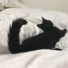 黒猫のオスです サムネイル3