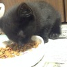 黒猫のオスです サムネイル4