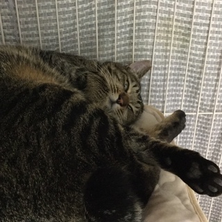 人懐っこい男前猫　チーターくん