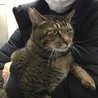 人懐っこい男前猫　チーターくん サムネイル6