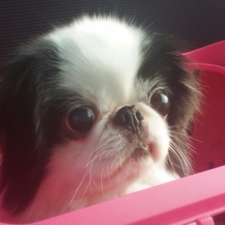 健気な狆♂、ハンデも理解して下さるご家族募集♪