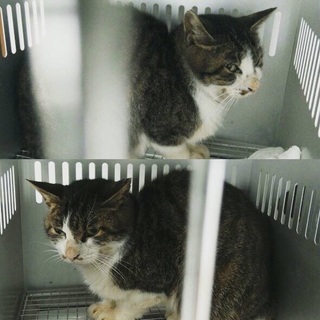 助けてください；＿；可愛い子です