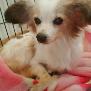 たれ耳、穏やか元気なパピヨン女の子、コートちゃん