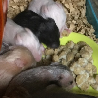 ゴールデンハムスターの里親様募集します