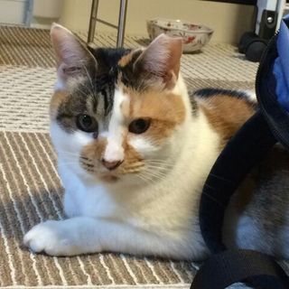 ねこさと保護猫　「ブリトニー」