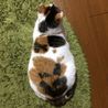 ねこさと保護猫　「ブリトニー」 サムネイル3