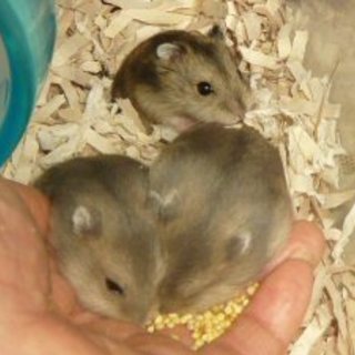 ジャンガリアンハムスター