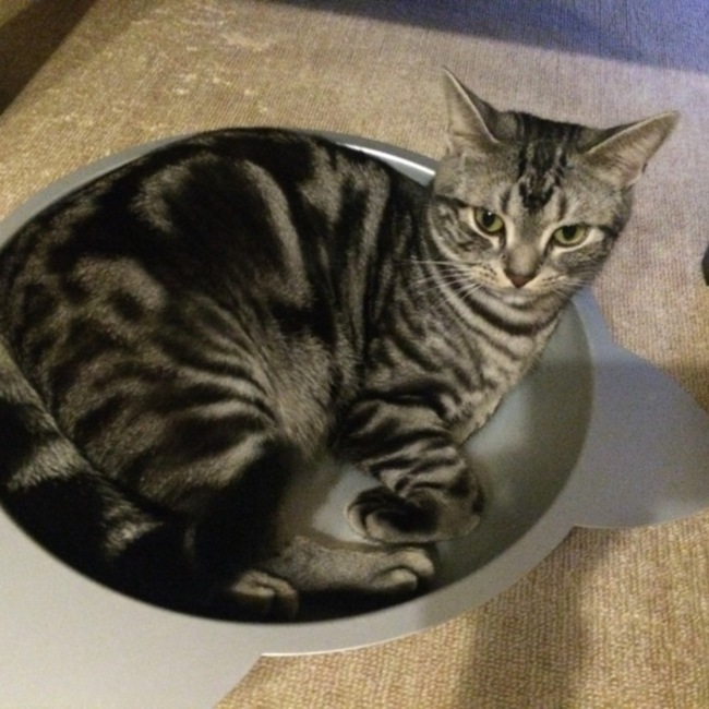 鯛の姿焼きのカバー写真