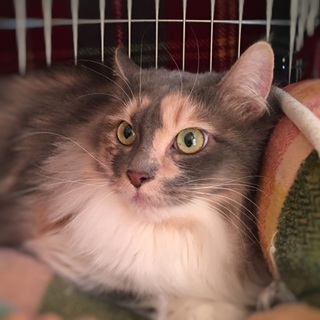 トライアル中につき募集停止中☆テンテンちゃん