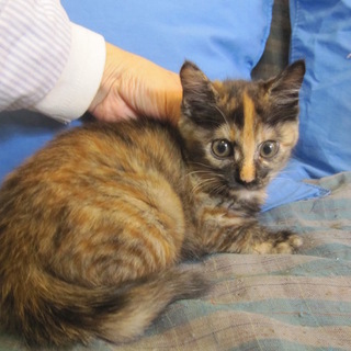 動画あり 熊本っ子のびっくり顔 るーらちゃん