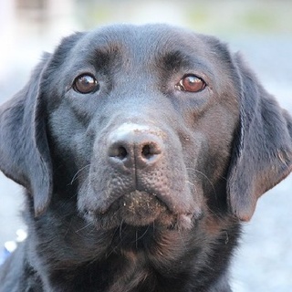 ラブラドール　6才女の子　～繁殖犬引退～