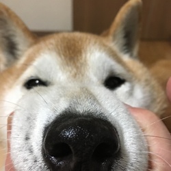 彼が来て1年と半年経ちました！