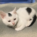 スコティッシュフォールドの子猫の里親さん募集中