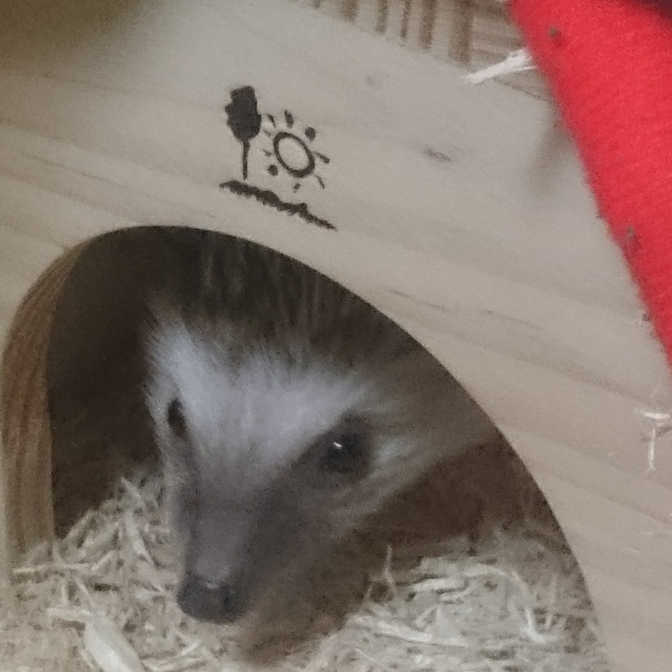 けんけんのカバー写真