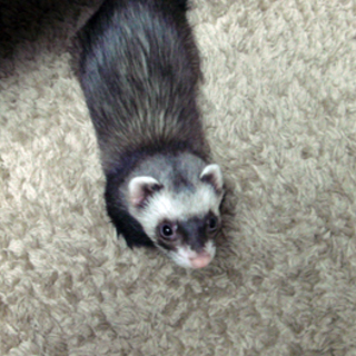 フェレットの里親(募集停止）