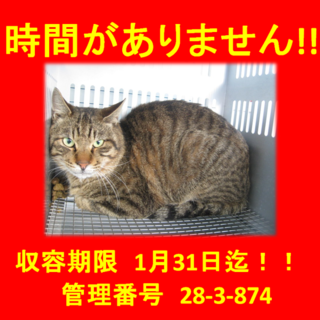 期限1月31日迄！助けてください！！