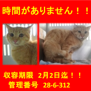 里親決定！！お迎えありがとうございました(^^♪