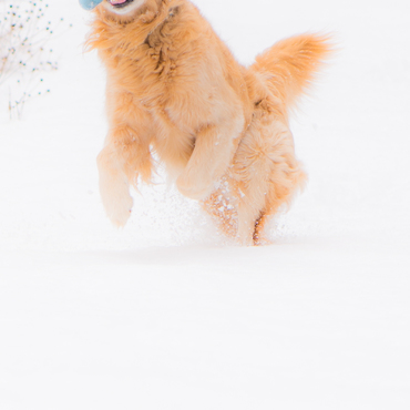 自宅庭で遊ぶピート