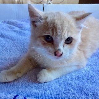 キレイな顔立ちとミルキーな毛色の癒し子猫ちゃん