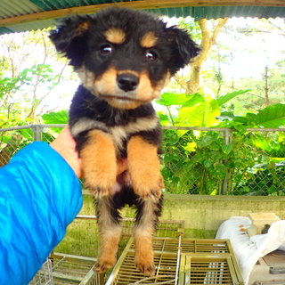 ゴミ捨て場わんこ脱出作戦