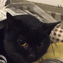 おとなしい黒猫ちゃん ゴロゴロすぐ鳴る甘えん坊