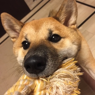 柴犬2歳♀の里親さんを募集しています。