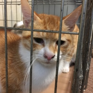 涼しげフェイスの茶白君★