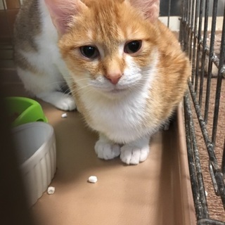 愛くるしい茶白君★