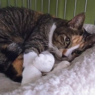 トライアルが決まりました　シニアの魅力の乙女さん