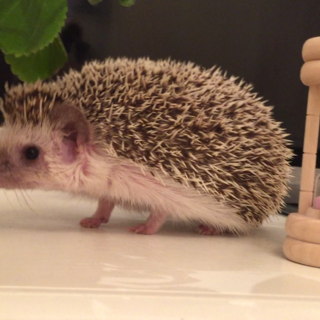 元気なハリネズミの♀の里親さん募集です