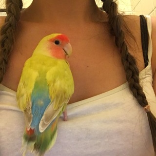 コザクラインコ一歳の飼い主さん募集中