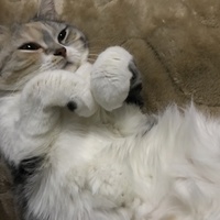 ロビ