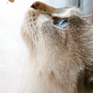 魅惑のブルーアイ『バニコちゃん』