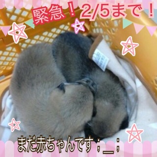 男の子と女の子の仲良し赤ちゃんです＞_＜