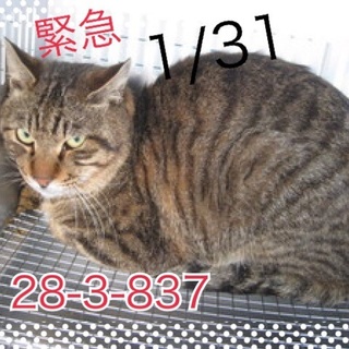 緊急！1月31日まで！；＿；助けて。。