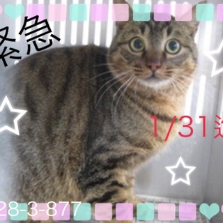 まだ若い可愛い猫ちゃんです！＞_＜