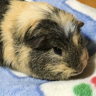 去年の9/1産まれの元気なモルです(*´ω`*)