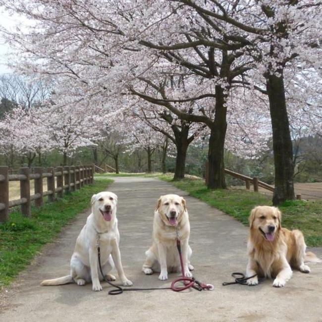 anmanaのカバー写真