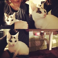 小麦子（こむぎこ）