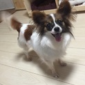 とっても明るいパピヨン♀ノエルちゃん
