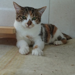 たんぽぽの里相模原シェルター里親会開催 サムネイル1