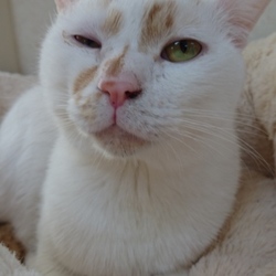 たんぽぽの里相模原シェルター里親会開催 サムネイル2